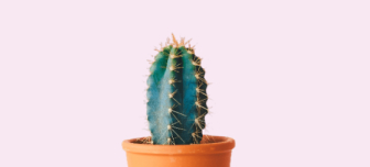 a picture of cactus in a brown pot